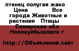 птенец попугая жако  › Цена ­ 60 000 - Все города Животные и растения » Птицы   . Самарская обл.,Новокуйбышевск г.